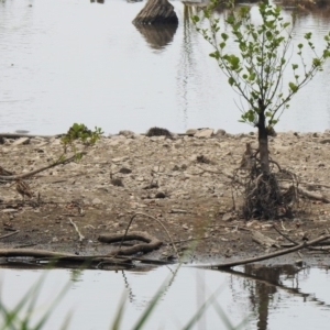 Gallinago hardwickii at Fyshwick, ACT - 13 Jan 2020