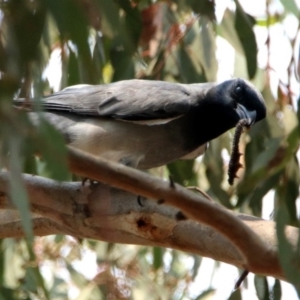 Coracina novaehollandiae at Fyshwick, ACT - 13 Jan 2020