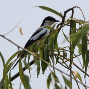 Lalage tricolor at Fyshwick, ACT - 13 Jan 2020 02:25 PM