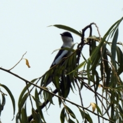 Lalage tricolor at Fyshwick, ACT - 13 Jan 2020 02:25 PM