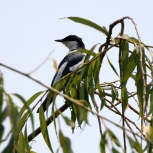 Lalage tricolor at Fyshwick, ACT - 13 Jan 2020 02:25 PM