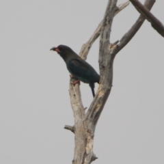 Eurystomus orientalis at Fyshwick, ACT - 13 Jan 2020