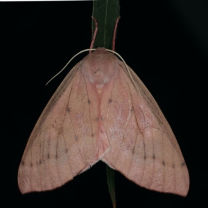 Arhodia lasiocamparia at Ainslie, ACT - 13 Jan 2020