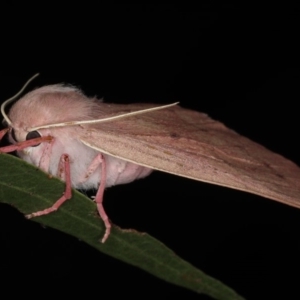 Arhodia lasiocamparia at Ainslie, ACT - 13 Jan 2020