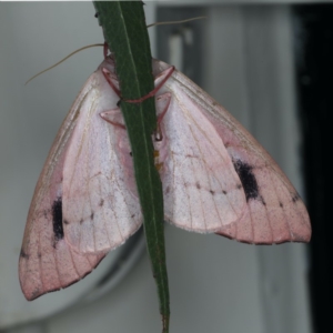 Arhodia lasiocamparia at Ainslie, ACT - 13 Jan 2020