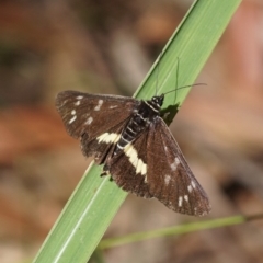 Cruria synopla (Forest Day-moth) at Shoalhaven Heads, NSW - 16 Mar 2018 by gerringongTB