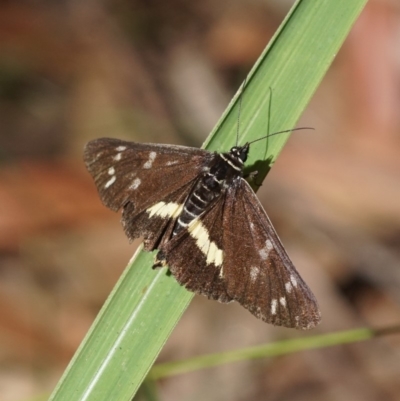 Cruria synopla (Forest Day-moth) at Shoalhaven Heads, NSW - 16 Mar 2018 by gerringongTB