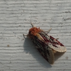 Spodoptera picta (A Noctuid moth) at Undefined, NSW - 16 Mar 2018 by gerringongTB