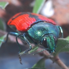 Castiarina deyrollei at Tharwa, ACT - 30 Dec 2019