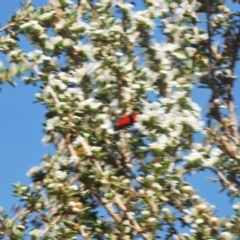 Castiarina deyrollei at Tharwa, ACT - 30 Dec 2019 04:57 PM