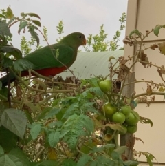 Alisterus scapularis (Australian King-Parrot) at Basin View, NSW - 14 Jan 2020 by Trishwildfire