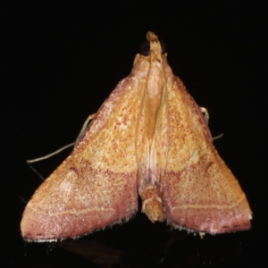 Endotricha pyrosalis at Ainslie, ACT - 13 Jan 2020