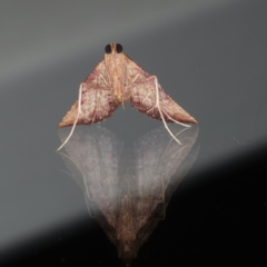 Endotricha pyrosalis at Ainslie, ACT - 13 Jan 2020