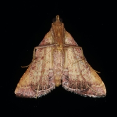 Endotricha pyrosalis at Ainslie, ACT - 13 Jan 2020