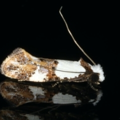 Monopis meliorella (Blotched Monopis Moth) at Ainslie, ACT - 13 Jan 2020 by jb2602