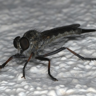 Cerdistus sp. (genus) (Yellow Slender Robber Fly) at Ainslie, ACT - 12 Jan 2020 by jbromilow50