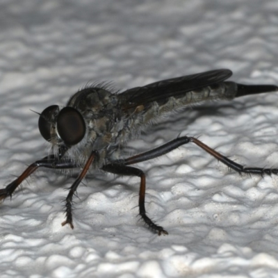 Cerdistus sp. (genus) (Slender Robber Fly) at Ainslie, ACT - 12 Jan 2020 by jbromilow50