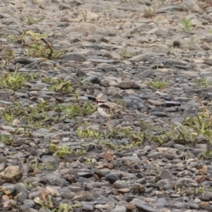 Charadrius melanops at Bredbo, NSW - 12 Jan 2020