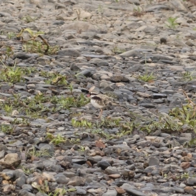 Charadrius melanops (Black-fronted Dotterel) at Bredbo, NSW - 12 Jan 2020 by Illilanga