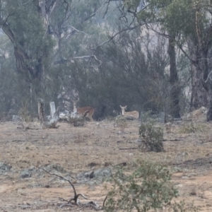 Dama dama at Michelago, NSW - 12 Jan 2020