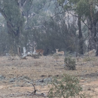 Dama dama (Fallow Deer) at Michelago, NSW - 12 Jan 2020 by Illilanga
