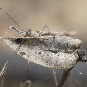 Zaprochilus australis at Bredbo, NSW - 12 Jan 2020