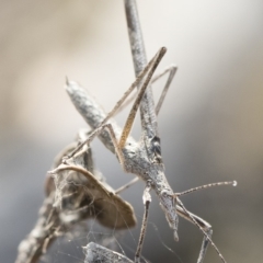 Zaprochilus australis at Bredbo, NSW - 12 Jan 2020