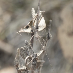 Zaprochilus australis at Bredbo, NSW - 12 Jan 2020