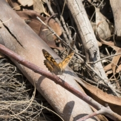 Geitoneura klugii (Marbled Xenica) at Bredbo, NSW - 12 Jan 2020 by Illilanga