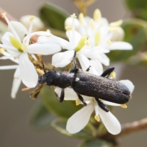 Eleale simplex at Bredbo, NSW - 12 Jan 2020