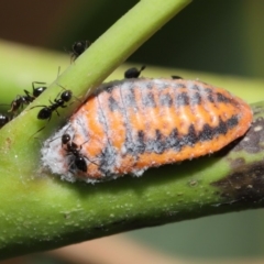 Monophlebulus sp. (genus) (Giant Snowball Mealybug) at Hackett, ACT - 14 Jan 2020 by TimL