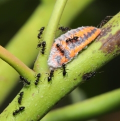 Monophlebulus sp. (genus) at Hackett, ACT - 14 Jan 2020