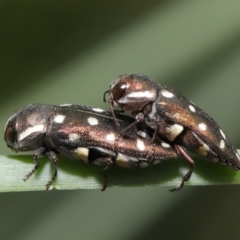 Diphucrania duodecimmaculata (12-spot jewel beetle) at Acton, ACT - 14 Jan 2020 by TimL