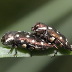 Diphucrania duodecimmaculata at Acton, ACT - 14 Jan 2020