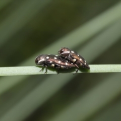 Diphucrania duodecimmaculata at Acton, ACT - 14 Jan 2020