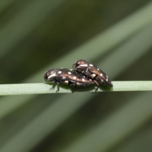 Diphucrania duodecimmaculata at Acton, ACT - 14 Jan 2020