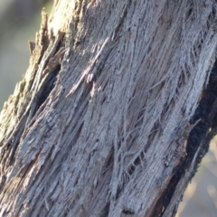 Eucalyptus dives at Wamboin, NSW - 23 Nov 2019