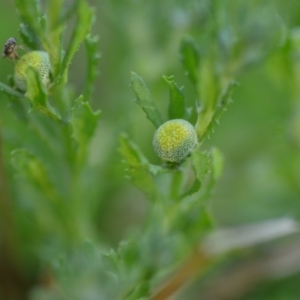 Centipeda cunninghamii at Wamboin, NSW - 23 Nov 2019