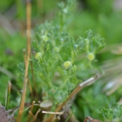 Centipeda cunninghamii at Wamboin, NSW - 23 Nov 2019