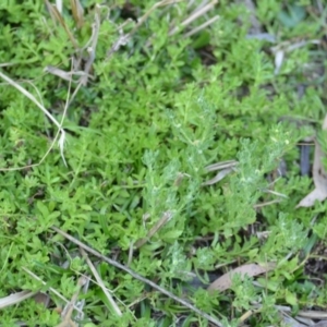 Centipeda cunninghamii at Wamboin, NSW - 23 Nov 2019