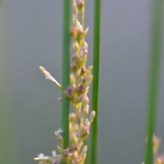 Juncus sp. (A Rush) at Wamboin, NSW - 23 Nov 2019 by natureguy