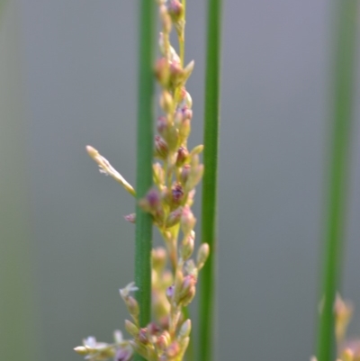 Juncus sp. (A Rush) at Wamboin, NSW - 23 Nov 2019 by natureguy