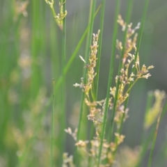 Juncus sp. at Wamboin, NSW - 23 Nov 2019