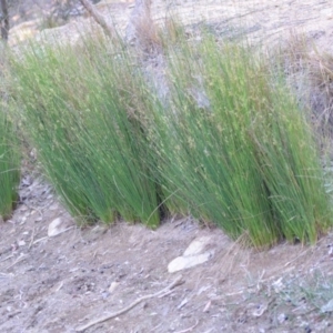 Juncus sp. at Wamboin, NSW - 23 Nov 2019