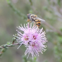 Simosyrphus grandicornis at Tennent, ACT - 20 Oct 2015