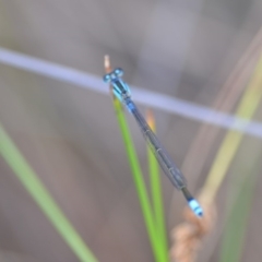 Ischnura heterosticta (Common Bluetail Damselfly) at Wamboin, NSW - 23 Nov 2019 by natureguy