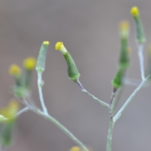 Senecio quadridentatus at Wamboin, NSW - 23 Nov 2019 09:56 PM