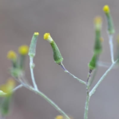 Senecio quadridentatus (Cotton Fireweed) at Wamboin, NSW - 23 Nov 2019 by natureguy