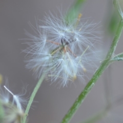 Senecio quadridentatus at Wamboin, NSW - 23 Nov 2019