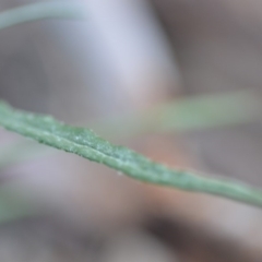 Senecio quadridentatus at Wamboin, NSW - 23 Nov 2019